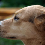How Do Dogs Help With Honey Bee Conservation?